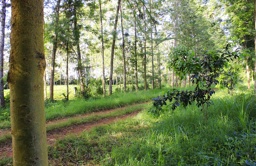 1/2 acre plots near Thika Greens